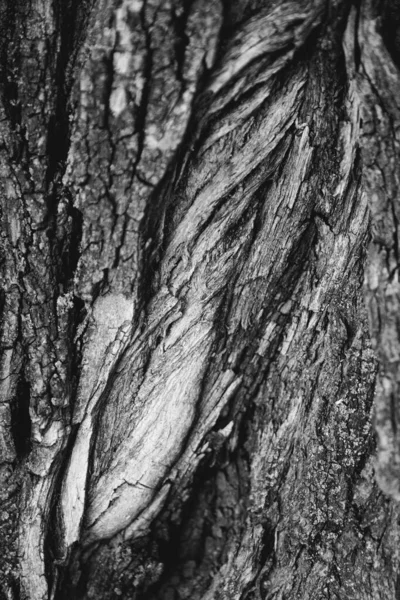 Fundos Naturais Paisagem Florestal Raízes Mágicas Ramos — Fotografia de Stock