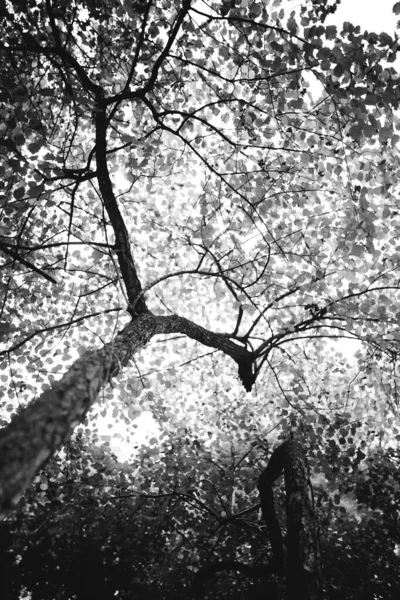 Hollanda Daki Büyülü Ilkel Orman Büyüsü Doğanın Siyah Beyaz Manzarası — Stok fotoğraf
