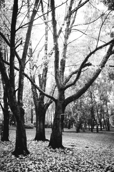 Forêt Primitive Enchantée Magique Aux Pays Bas Paysage Noir Blanc — Photo