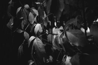 Sonbahar yapraklarının mükemmel siyah beyaz arkaplan görüntüleri mevsimsel kullanım için mükemmeldir.