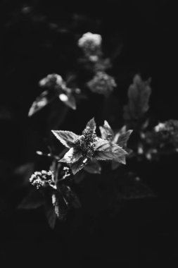 Sonbahar yapraklarının mükemmel siyah beyaz arkaplan görüntüleri mevsimsel kullanım için mükemmeldir.