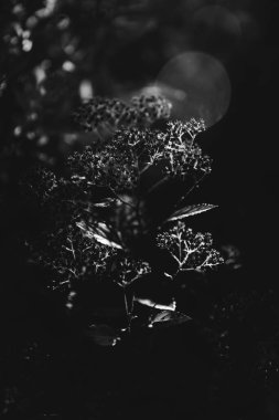 Sonbahar yapraklarının mükemmel siyah beyaz arkaplan görüntüleri mevsimsel kullanım için mükemmeldir.