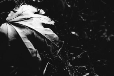 Sonbahar yapraklarının mükemmel siyah beyaz arkaplan görüntüleri mevsimsel kullanım için mükemmeldir.