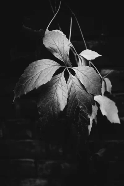 Идеальные Черно Белые Фоновые Изображения Осенних Листьев Идеально Подходят Сезонного — стоковое фото