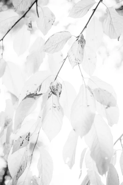 Las Imágenes Fondo Blanco Negro Perfectas Las Hojas Otoño Son —  Fotos de Stock