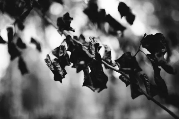 Perfette Immagini Bianco Nero Sfondo Delle Foglie Autunnali Sono Perfette — Foto Stock