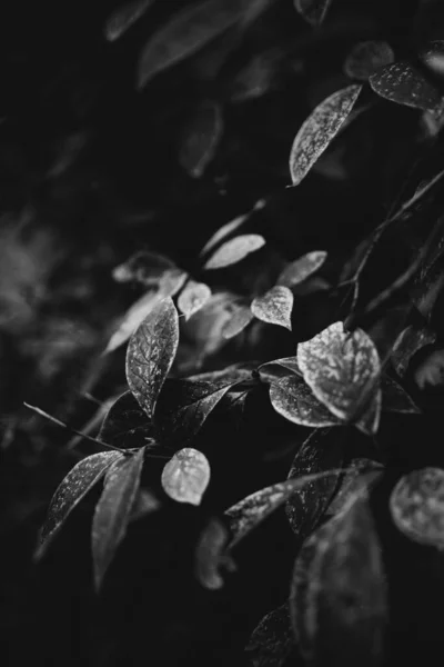 Ідеальні Чорно Білі Зображення Тла Осіннього Листя Ідеально Підходять Сезонного — стокове фото