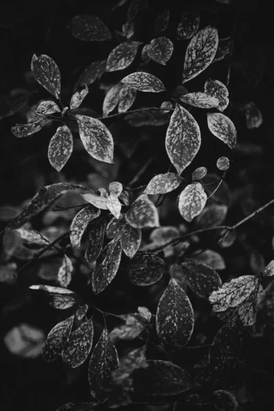 Идеальные Черно Белые Фоновые Изображения Осенних Листьев Идеально Подходят Сезонного — стоковое фото