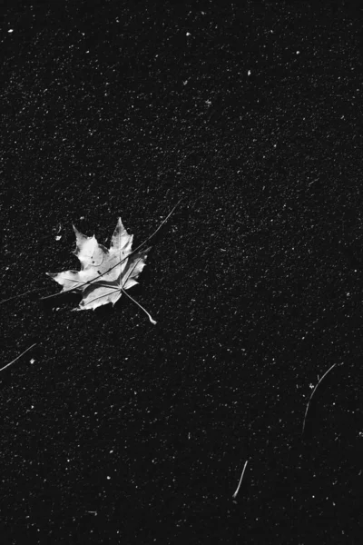 Perfect Black White Background Images Autumn Leaves Perfect Seasonal Use — Stock Photo, Image