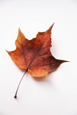 Kuru yapraklardan oluşan sonbahar arkaplanı. Düz yerde, üst tarafta. Metin için alanı kopyala.