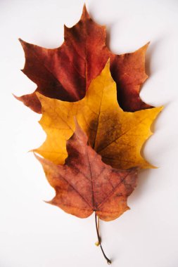 Kuru yapraklardan oluşan sonbahar arkaplanı. Düz yerde, üst tarafta. Metin için alanı kopyala.