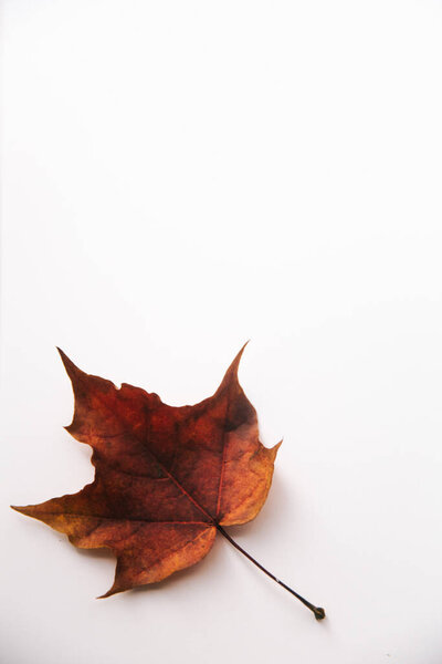 Autumn background made of dry leaves. Flat lay, top view. Copy space for text.