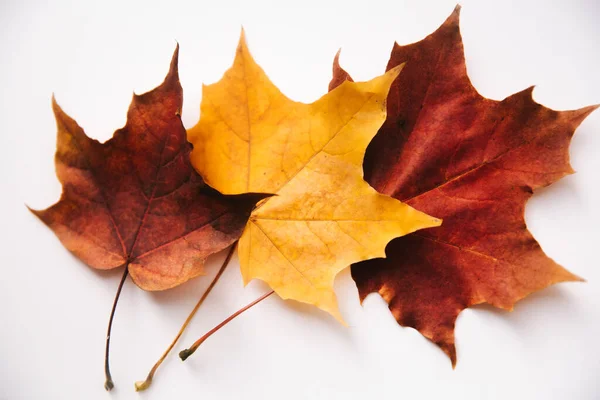 Fond Automne Fait Feuilles Sèches Couché Plat Vue Dessus Espace — Photo