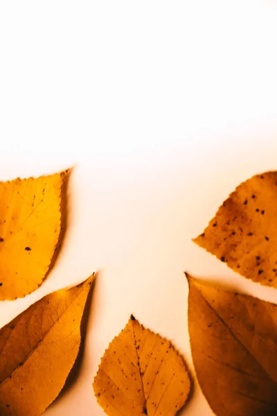 Herbst Hintergrund Aus Trockenen Blättern Flache Lage Draufsicht Kopierraum Für — Stockfoto