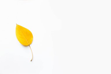 Sonbahar Yaprakları Beyazda İzole Edildi