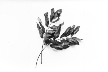 Kuru yapraklardan oluşan sonbahar arkaplanı. Düz yerde, üst tarafta. Metin için alanı kopyala.