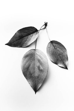 Kuru yapraklardan oluşan sonbahar arkaplanı. Düz yerde, üst tarafta. Metin için alanı kopyala.