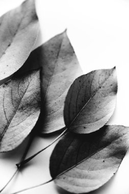 Kuru yapraklardan oluşan sonbahar arkaplanı. Düz yerde, üst tarafta. Metin için alanı kopyala.