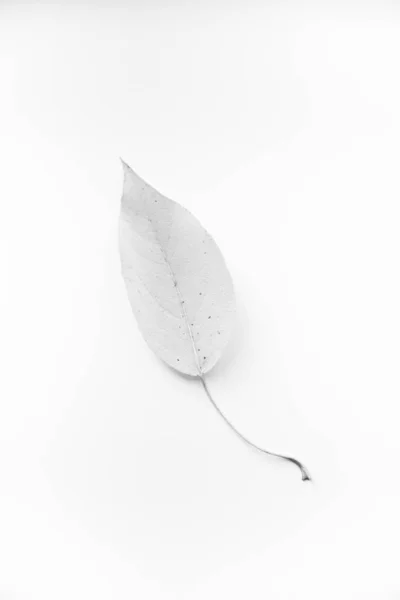 Podzimní Pozadí Suchých Listů Plocha Výhled Shora Kopírovat Prostor Pro — Stock fotografie