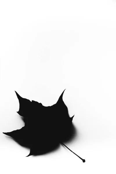 Czarny Suchy Liść Klonu Białym Tle Płaskie Łóżko Widok Góry — Zdjęcie stockowe