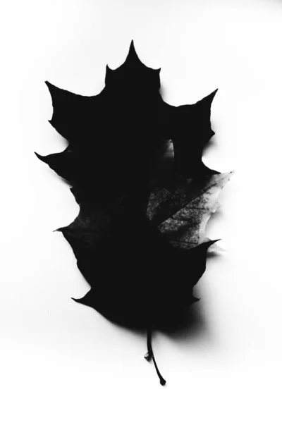 Schwarzes Trockenes Ahornblatt Auf Weißem Hintergrund Flache Lage Draufsicht Kopierraum — Stockfoto