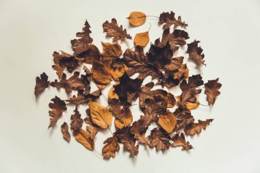 Kuru yapraklardan oluşan sonbahar arkaplanı. Düz yerde, üst tarafta. Metin için alanı kopyala.