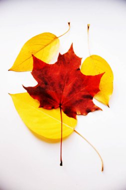 Arkaplan ve doku, bitkilerin soyut desenleri. Parlak ve zıt desen