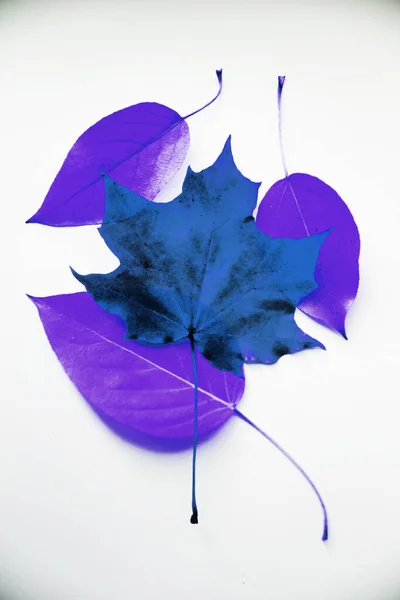 Violette Blätter Auf Weißem Hintergrund — Stockfoto