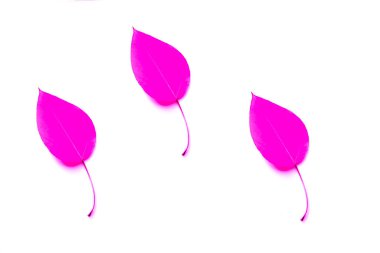 Pembe yaprak deseni. Düz yerde, üst tarafta. Metin için alanı kopyala.