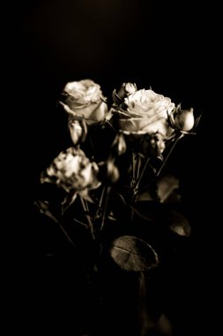 Siyah arkaplanda bitkilerin geçmişe dönük fotoğrafı