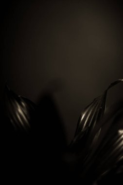 Siyah arkaplanda bitkilerin geçmişe dönük fotoğrafı