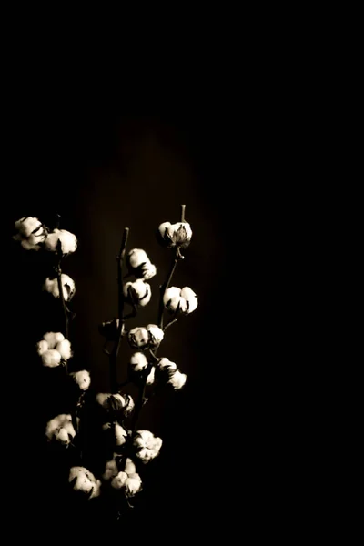 Retro Photo Plants Black Background White Cotton Bouquet Dry Plant — Stock Photo, Image