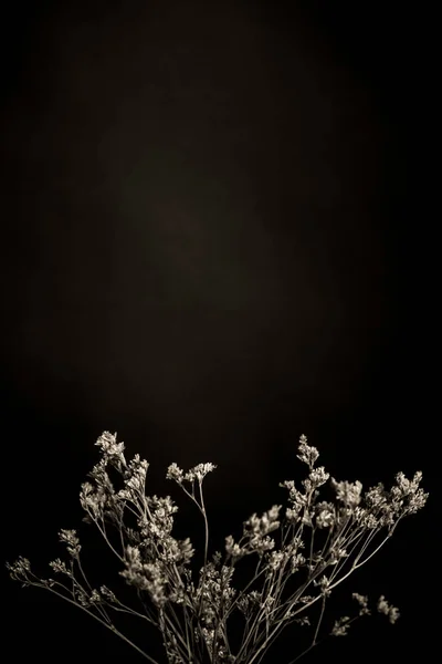 Retro Photo Plants Black Background — Stock Photo, Image