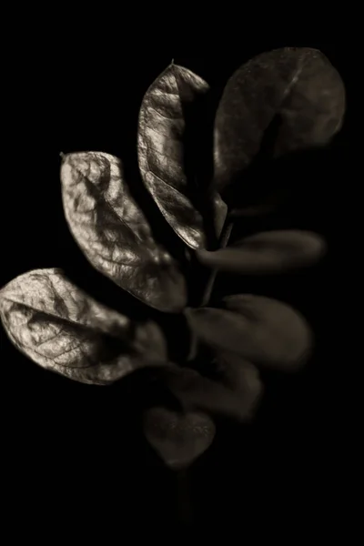 Retro Φωτογραφία Των Φυτών Μαύρο Φόντο — Φωτογραφία Αρχείου