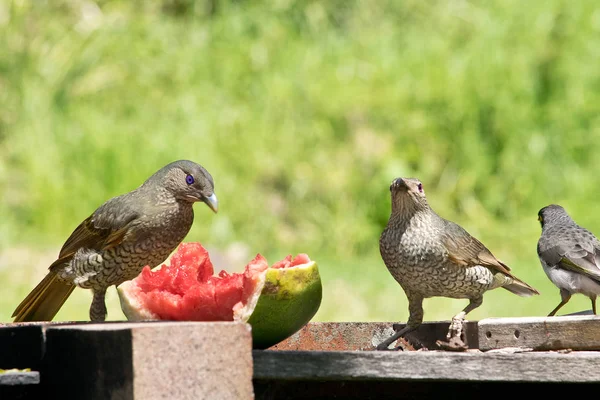 Dvě Ženské Satén Bowerbirds Podavače — Stock fotografie