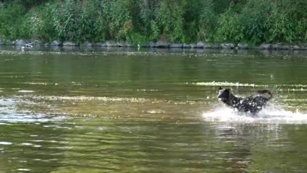 Hund Som Kör Floden Sommaren Panorering — Stockvideo