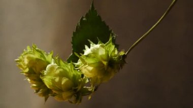 Atlama koniler detayını. Dolly Shot.Dolly atlama koşma vardır.