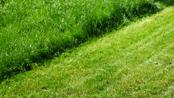 Hombre Está Cortando Hierba Jardín Sin Movimiento Cámara — Vídeos de Stock