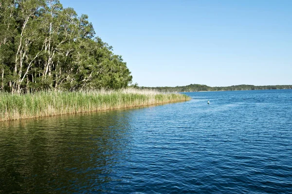 Bevattna Ytbehandlar Myall Lake Australien Royaltyfria Stockfoton