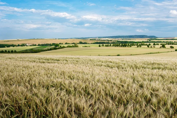Summer Landscape Wheat Field Sundown — Stock Photo, Image