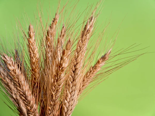 Sheaf Barley Green Background — Stock Photo, Image