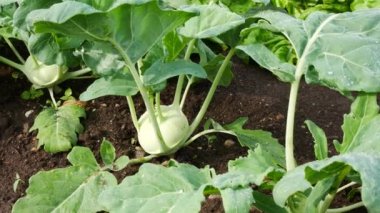 Sarımsak bitki ile bahçede su sabah bırakır. Yakınlaştır