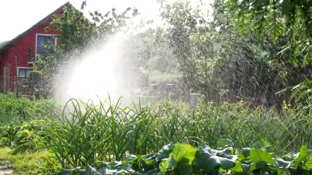 阳光明媚的日子里的家庭花园浇水 — 图库视频影像