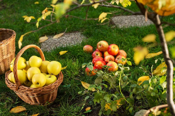 Weidenkorb Mit Gelben Äpfeln Garten — Stockfoto