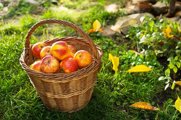 花园里有红苹果的柳条篮子 — 图库照片