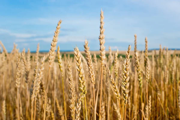 小麦收获前的字段的详细信息 — 图库照片