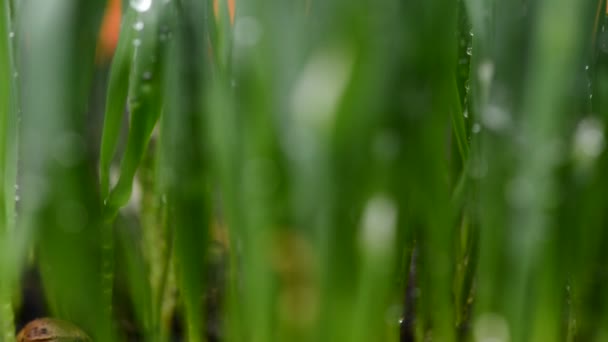 草の上の水の滴の詳細 ラック フォーカス — ストック動画
