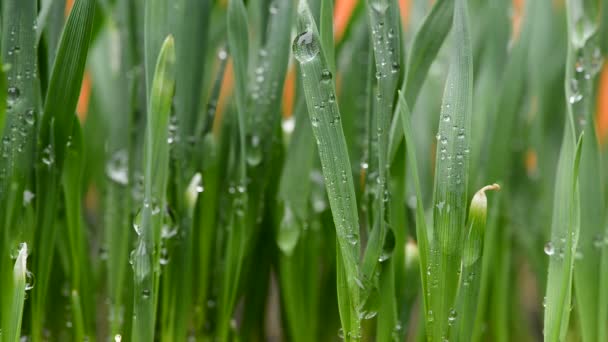 Detail Drops Water Grass Camera Movement — Stock Video
