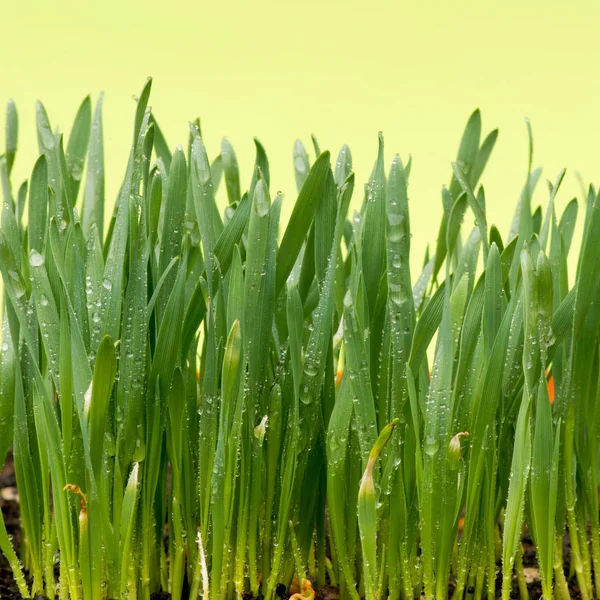 Detail Drops Water Grass — Stock Photo, Image