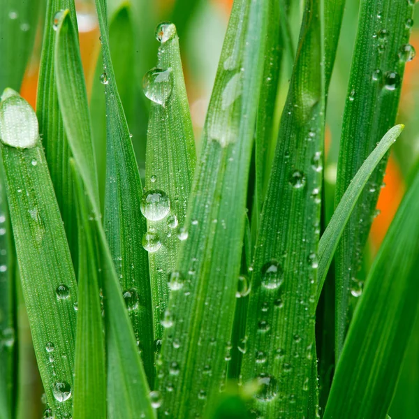 草の上の水の滴の詳細 — ストック写真
